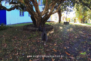 Os Serranos - Madrugada [VDownloader].00_07_55_19.Quadro111_944f684576259616d7eeb24d7d83874a16e55aaa.jpg